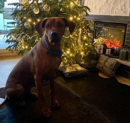 Rhodesian Ridgeback-Beitrag-Bild