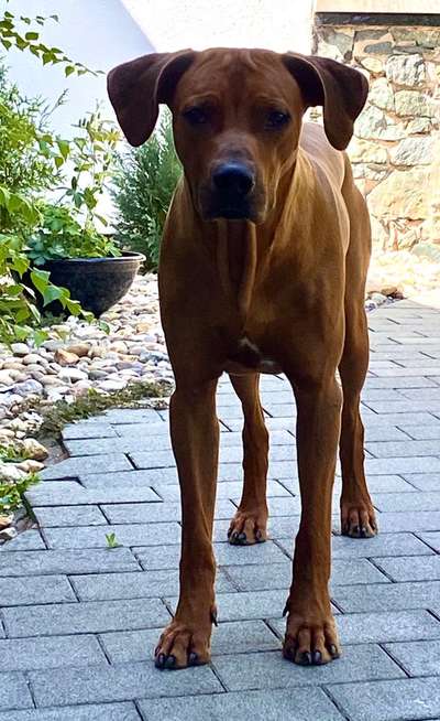 Rhodesian Ridgeback-Beitrag-Bild