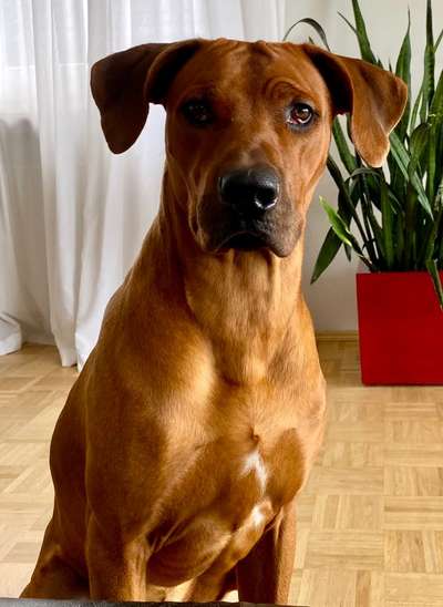 Rhodesian Ridgeback-Beitrag-Bild