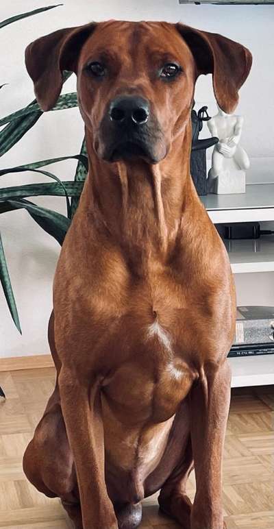 Rhodesian Ridgeback-Beitrag-Bild