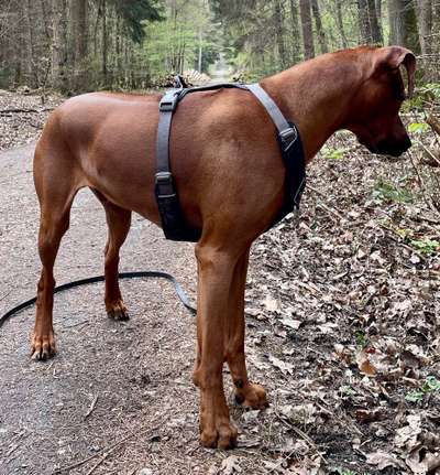 Rhodesian Ridgeback-Beitrag-Bild