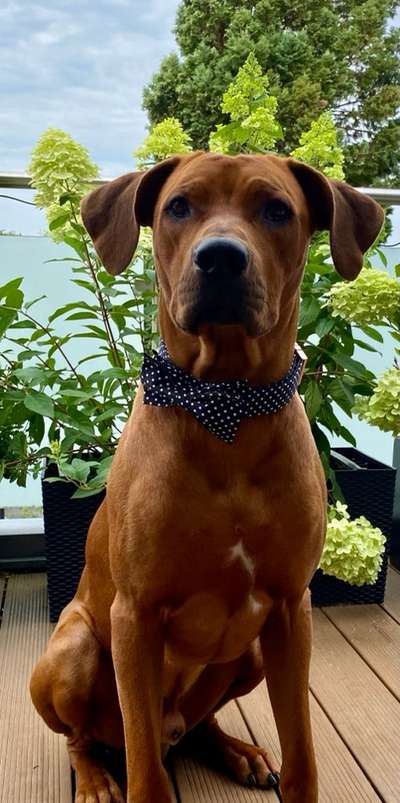Rhodesian Ridgeback-Beitrag-Bild