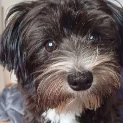 Hundetreffen-Welpentreffen-Profilbild