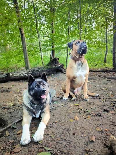 2. Hund-Beitrag-Bild