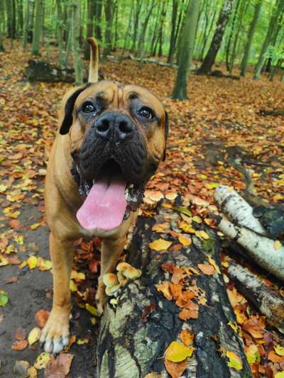 Dogorama Photo Challenge - Gassipause-Beitrag-Bild