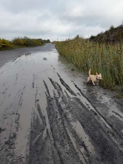 Dogorama-Monats-Challenge-Mai "Wasser"-Beitrag-Bild