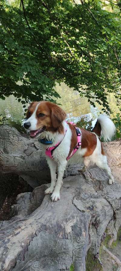 Kooikerhondje-Beitrag-Bild