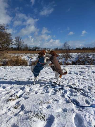 Kooikerhondje-Beitrag-Bild