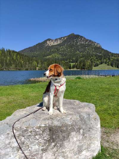 Kooikerhondje-Beitrag-Bild