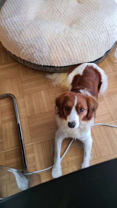 Kooikerhondje-Beitrag-Bild