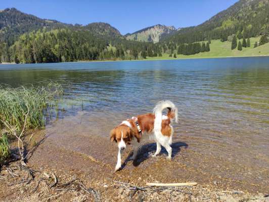 Kooikerhondje-Beitrag-Bild