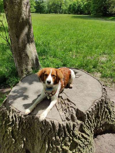Kooikerhondje-Beitrag-Bild