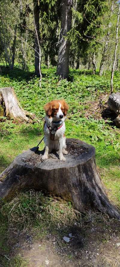 Kooikerhondje-Beitrag-Bild