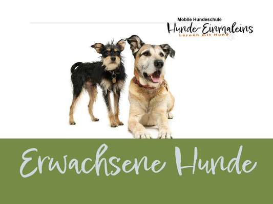 Giftköder-Erwachsene Hunde und Auslandshunde-Bild