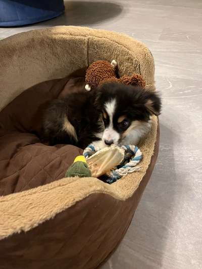 Welpen Bilder !-Beitrag-Bild