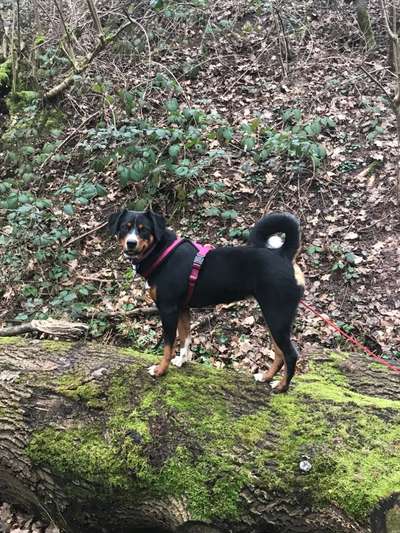 Hundetreffen-Spazieren und Spielen mit Lotte-Bild