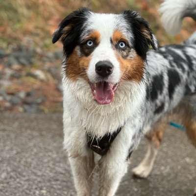 Hundetreffen-Gassirunden in Böblingen und Umgebung-Bild
