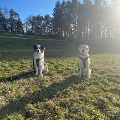 Hundetreffen-Spazieren mit Oskar und Oliver-Bild
