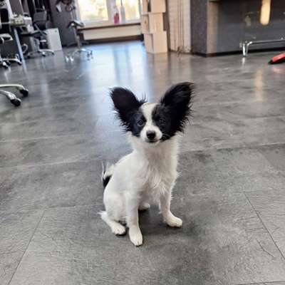 Wo sind die Papillon Besitzer?-Beitrag-Bild