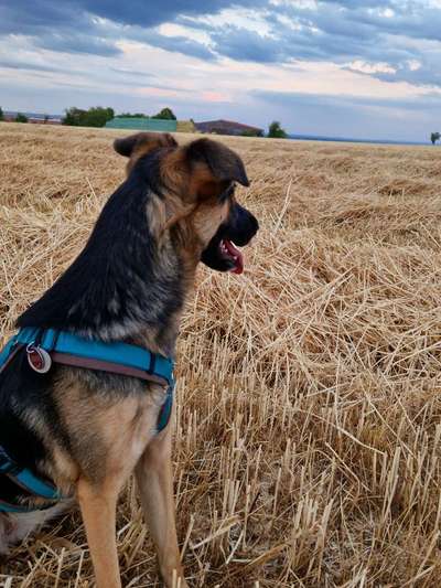 Hundetreffen-Spielgefährten / Gassi Freund gesucht-Bild
