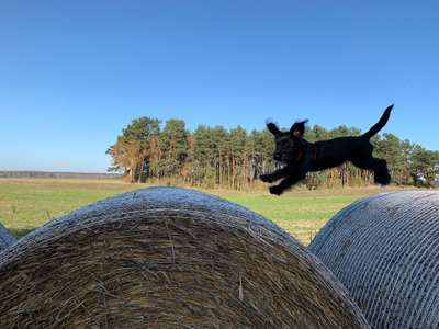 Hundetreffen-Spielen und Spazieren-Bild