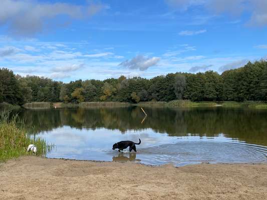 Hundeauslaufgebiet-Kiessee-Bild