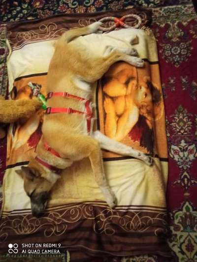 Wo habt ihr eure Hunde her ?-Beitrag-Bild