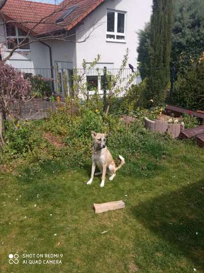 Hunde aus dem Tierschutz: Bulgarien-Beitrag-Bild