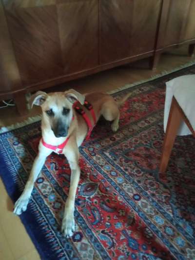 Hunde aus dem Tierschutz: Bulgarien-Beitrag-Bild