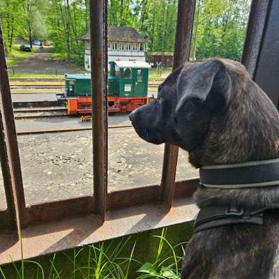 Hundetreffen-Social Walk / Gassi Runde-Bild