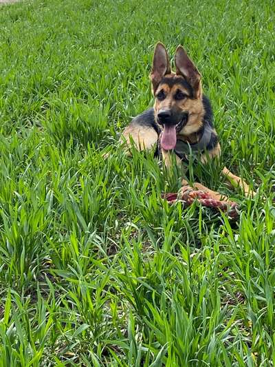 Schäferhund-Beitrag-Bild