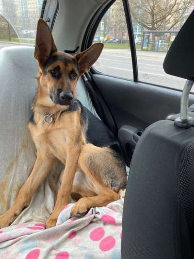 Schäferhund-Beitrag-Bild