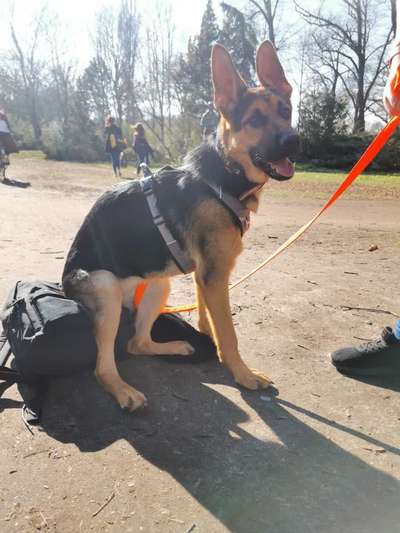 Schäferhund-Beitrag-Bild