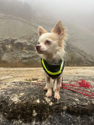 Ulmenrinde-Beitrag-Bild