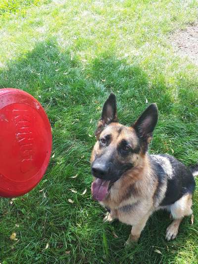 Auslandstierschutz-Beitrag-Bild