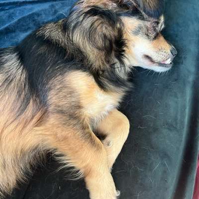 Unterwolle auskämmen-Beitrag-Bild