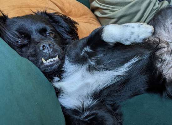 Dogorama Photo Challenge - Frühjahrsmüdigkeit-Beitrag-Bild