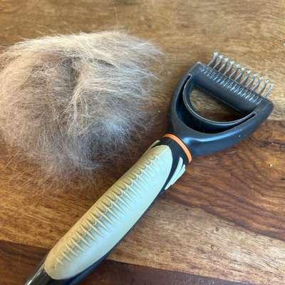 Unterwolle auskämmen-Beitrag-Bild