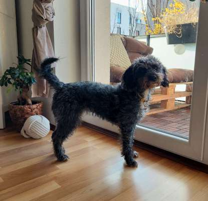 Mischlinge raten - Rätselspaß-Beitrag-Bild