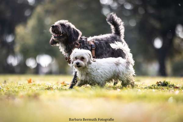 Hundetreffen-Junger Mini-Hund sucht Spielfreunde-Bild