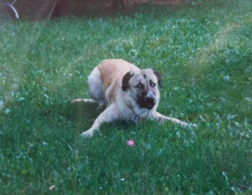 Kangal Fans ! ! ! !-Beitrag-Bild