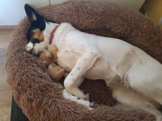 Mischlingshunde Foto Aufruf-Beitrag-Bild