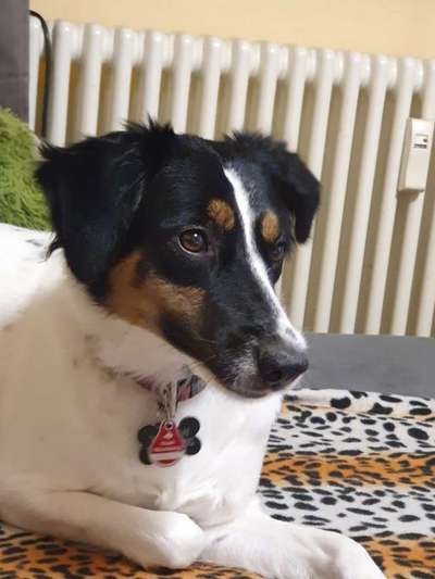 Mischlingshunde Foto Aufruf-Beitrag-Bild