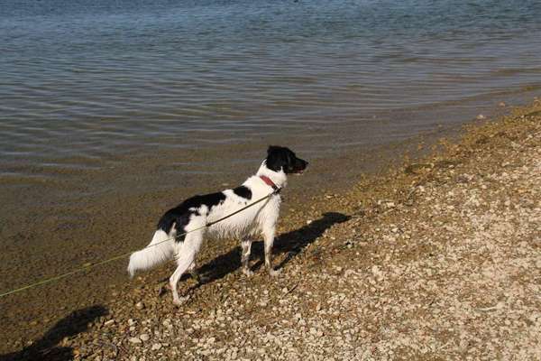 Mischlingshunde Foto Aufruf-Beitrag-Bild