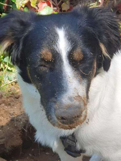 TierschutzhundeStammtisch🐕-Beitrag-Bild