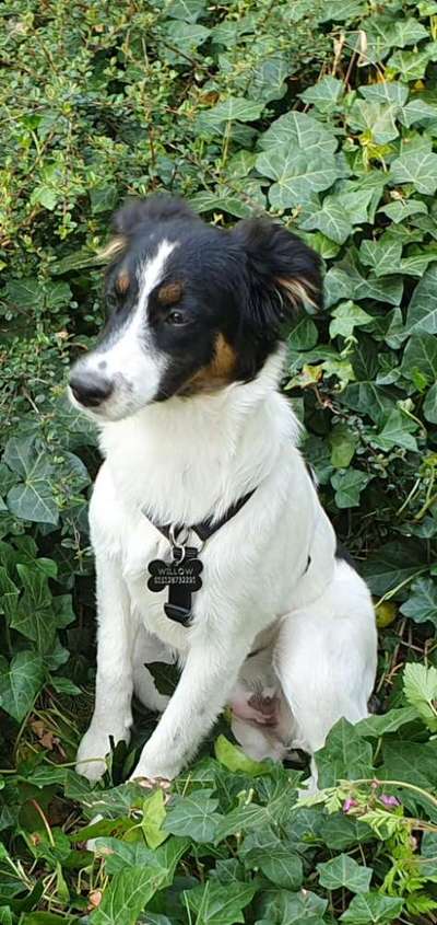 Mischlingshunde Foto Aufruf-Beitrag-Bild