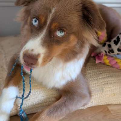 Hundetreffen-Gemeinsame Spaziergänge/regelmässige Spaziergänge-Bild