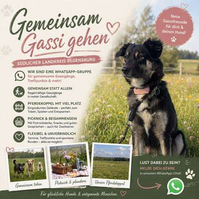 Hundetreffen-Gassirunden, Trainingspartner, etc. (Whatsapp Gruppe)-Bild