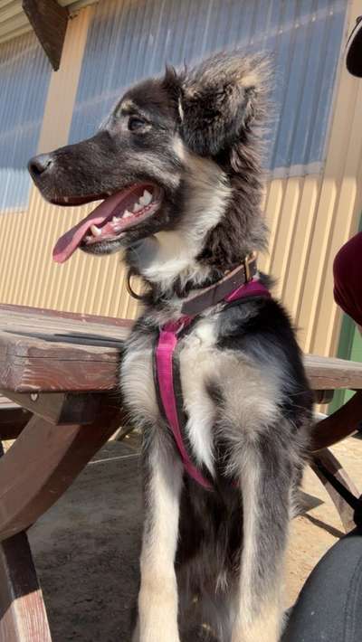 Hundetreffen-Gassipartner gesucht-Bild
