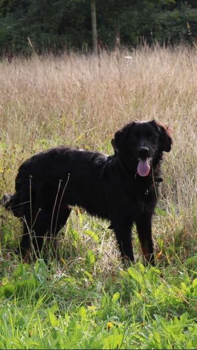 Die Dogorama Kalender Challenge Titelbild-Beitrag-Bild